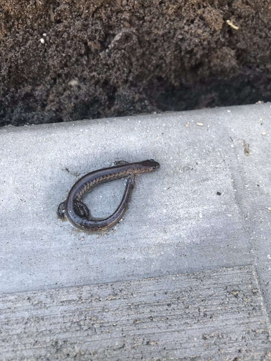 NorthScience's tweet photo. Just found this guy sitting on my patio. Can anyone identify the species? #observetheworld #middnorthsci https://t.co/zZHsV4UxvY