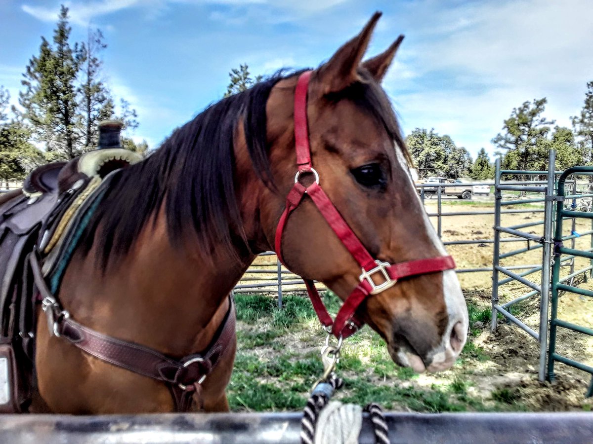 MetcalfPhil's tweet photo. MR.BIGSHOT UP FOR SALE TAKE A LOOKY!16.3 FEET HIGH OF DASH FOR CASH BLOODLINES RIGHT HERE !ROPE AND BARRELS !WHERES ALL YOU BARREL CHASER CHICS AT HERES A GOOD ONE! https://t.co/xu8McxjPwF