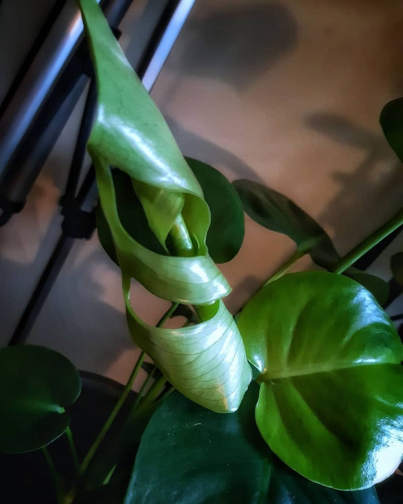 tiffanynaugler's tweet photo. Happy Monstera Monday!
New leaf, incoming!
💚
.
.
.
.
.
.
.
.
.
.
#thiswitchygarden #monstera #MonsteraMonday #leaf #newleaf #ilovemyplants #halifaxplants #plantsofinstagram #plantstagram #plantsagram #plantpeople #plantsmakemehappy #Halifax #halifaxn… https://t.co/Pd0lWufFvB https://t.co/fn085PykvF