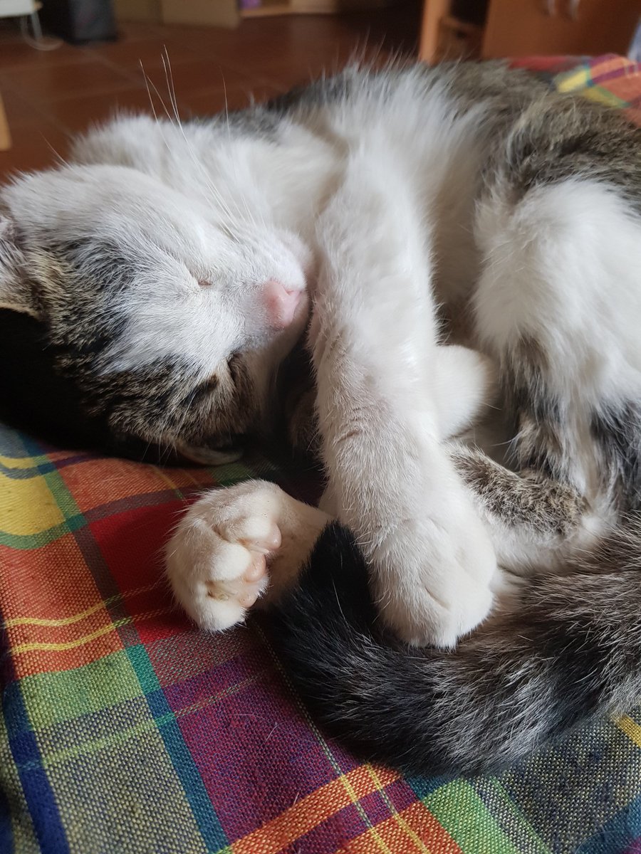 Mel776's tweet photo. His life is so hard lol #cats #CuteCat #meow #catsoftwitter #katze #katzenworld #pussycat #StillAnAsshole #sleeping https://t.co/bnDm5cS7El