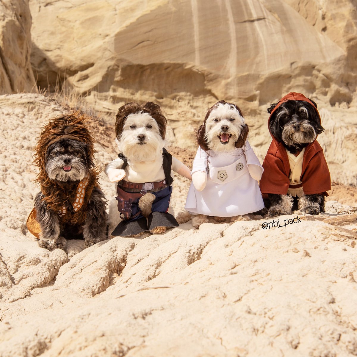 pbj_pack's tweet photo. #MayThe4thBeWithYou! #pbjpack
#maythefourthbewithyou #maythe4th #maythefourth #starwars #starwarsday #StarWarsDoBetter #dogs #CutenessOverload https://t.co/sUAIWcIElb