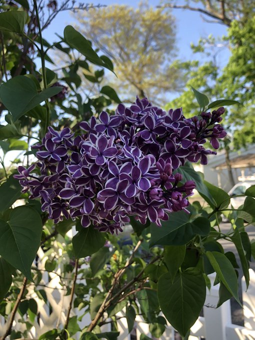 These Lilacs look FAKE 🥺 https://t.co/jf7YpM0UEe