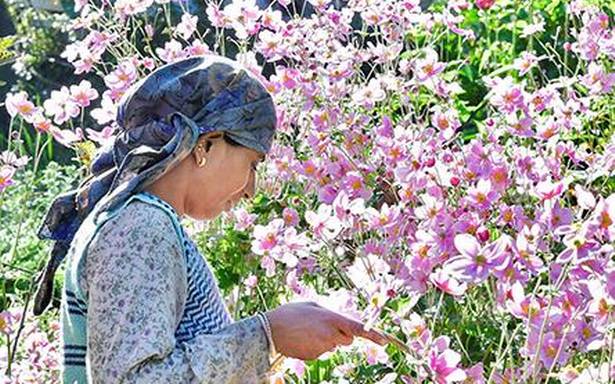 They seek financial support in the absence of buyers, transportation and events  Flower growers in Himachal Pradesh are staring at heavy losses on account of no buyers and lack of transportation amid the lockdown.Baldev superfloral.com/rss-feeds/grow…