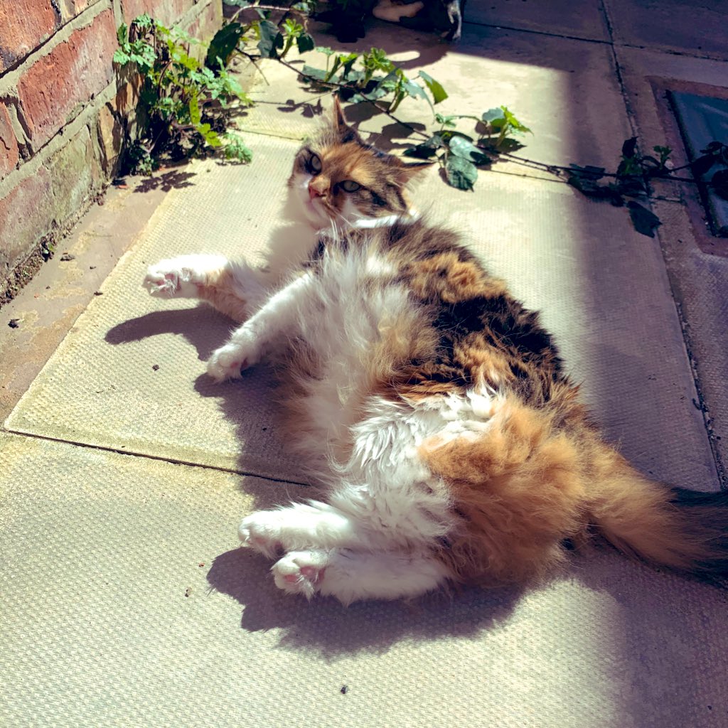 HeatonsCats's tweet photo. Trying to get that last bit of sun before it disappears to the front of your house 🤣#sunbathingcats #CatsOfTwitter #fluffycats #calicotortie #itssofluffy #catsingardens https://t.co/xtc2rdPhHF