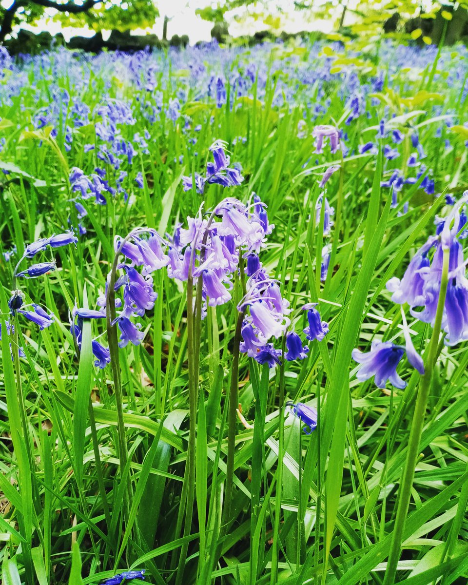 Bluebells on today's walk!

#Woodland #bluebells #springtime #britishwoodland #blooming #wanderer #wandering #walking #flowers