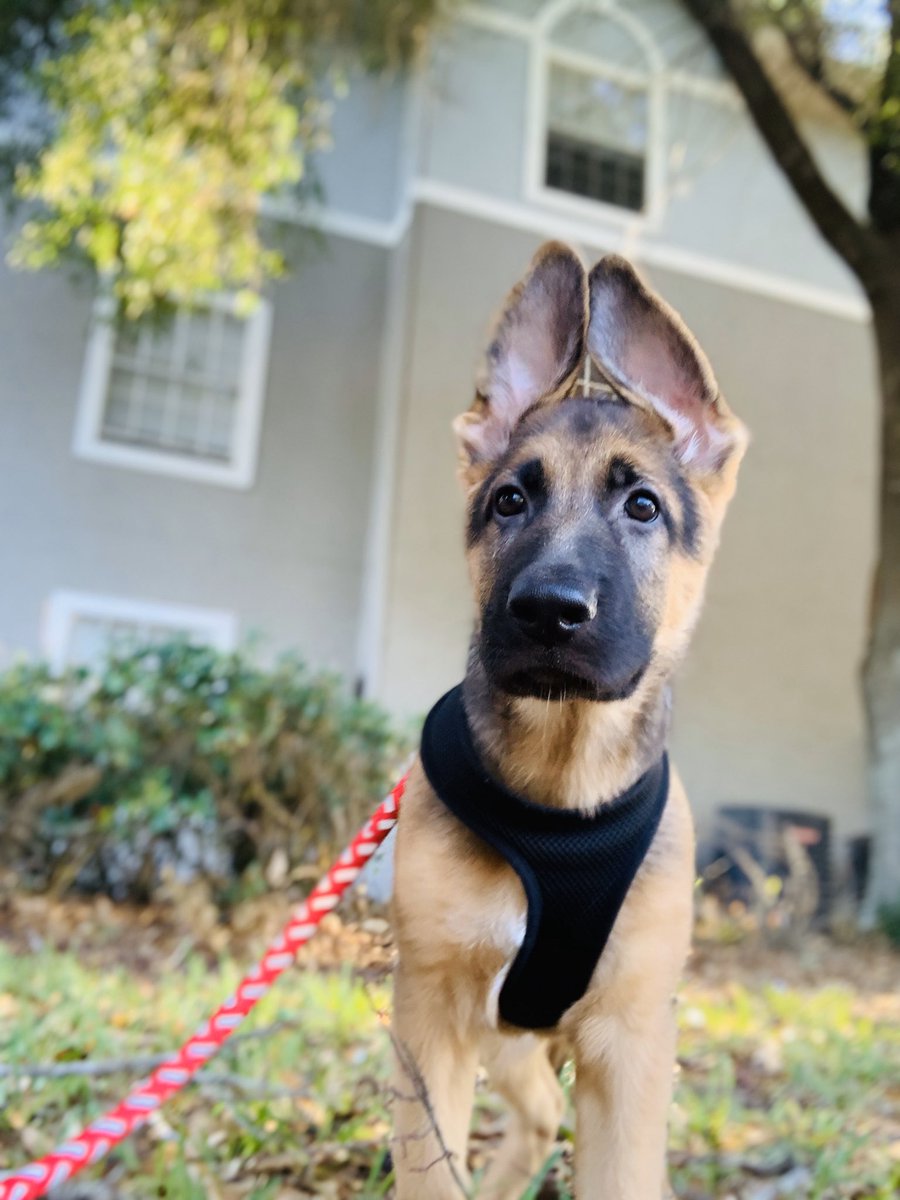 Amanda_lugo08's tweet photo. Vengo a presumir a mi bendi ๐๐ธ๐ถ #Aresโก๏ธ#Mylife #gsd #Teamgermanshepherd https://t.co/SeEtVjFEWD