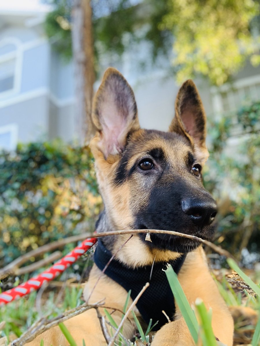 Amanda_lugo08's tweet photo. Vengo a presumir a mi bendi ๐๐ธ๐ถ #Aresโก๏ธ#Mylife #gsd #Teamgermanshepherd https://t.co/SeEtVjFEWD