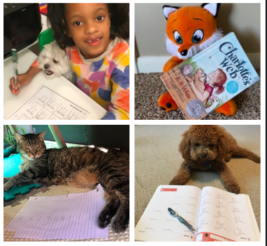 H__Wojcik's tweet photo. Looks like our 3rd graders have inspired their pets and stuffed animals to do classwork as well! (Part 1) https://t.co/ChxRrj0Z5K