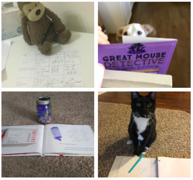 H__Wojcik's tweet photo. Looks like our 3rd graders have inspired their pets and stuffed animals to do classwork as well! (Part 1) https://t.co/ChxRrj0Z5K