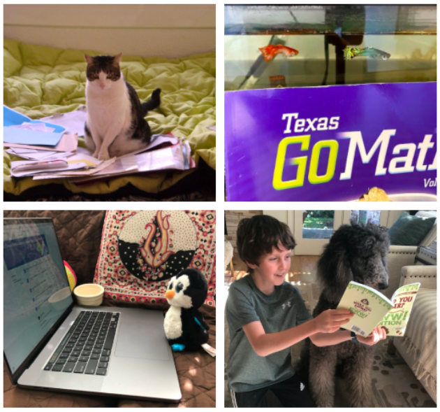 H__Wojcik's tweet photo. Looks like our 3rd graders have inspired their pets and stuffed animals to do classwork as well! (Part 1) https://t.co/ChxRrj0Z5K
