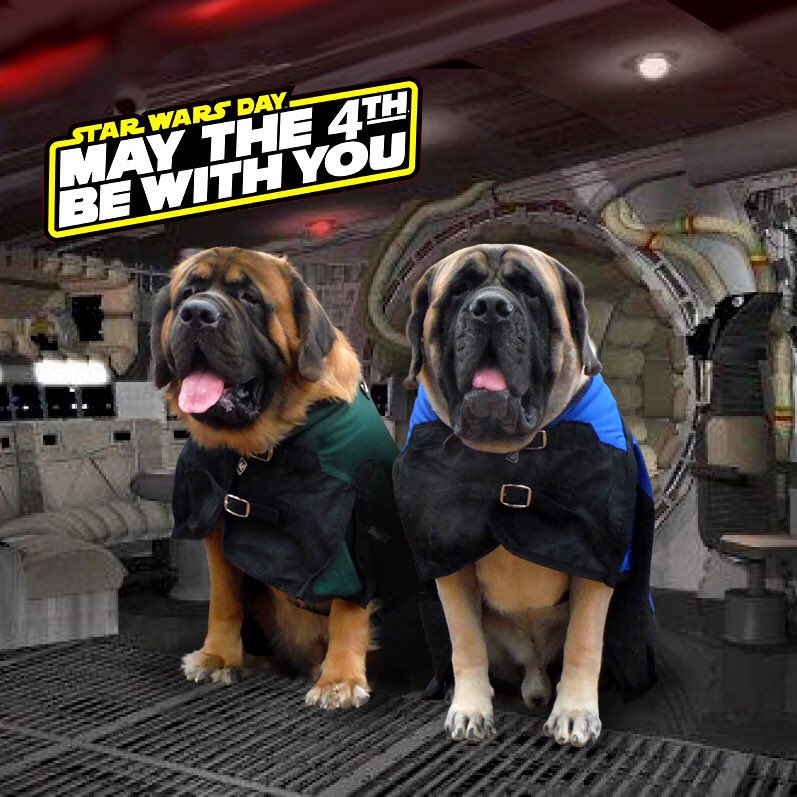 thorodinmastiff's tweet photo. 💥May the 4th be With You!💥
#StarWarsDay #MayThe4thBeWithYou #MayTheFourthBeWithYou #mastiffs #dogsoftwitter #dogs #StarWars #englishmastiffs https://t.co/OcLbXFwaDJ