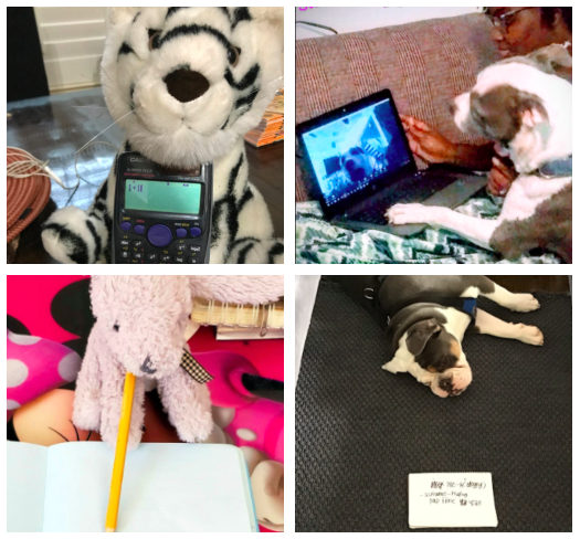 H__Wojcik's tweet photo. Looks like our 3rd graders have inspired their pets and stuffed animals to do classwork as well! (Part 2) https://t.co/X1ntQZFhNk