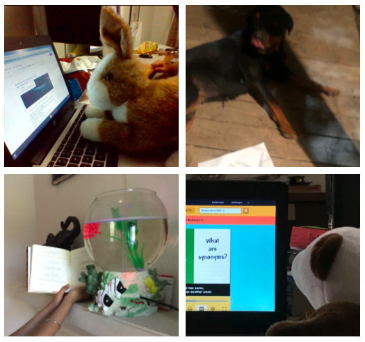 H__Wojcik's tweet photo. Looks like our 3rd graders have inspired their pets and stuffed animals to do classwork as well! (Part 2) https://t.co/X1ntQZFhNk