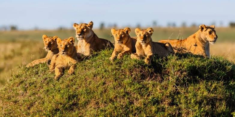 Africa Facts Zone tweet media