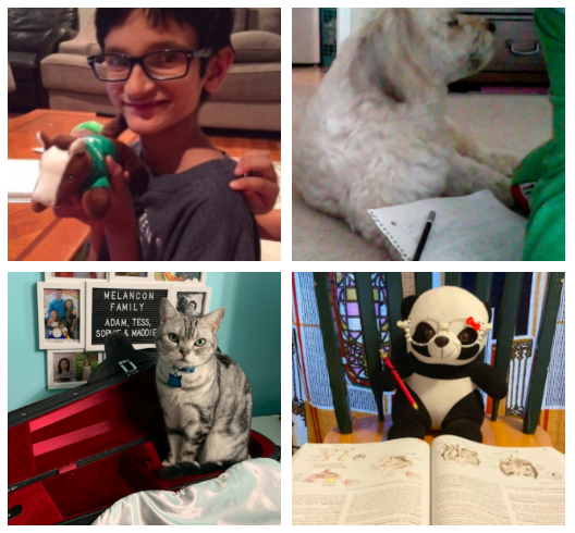H__Wojcik's tweet photo. Looks like our 3rd graders have inspired their pets and stuffed animals to do classwork as well! (Part 3) https://t.co/JnWEBelv27