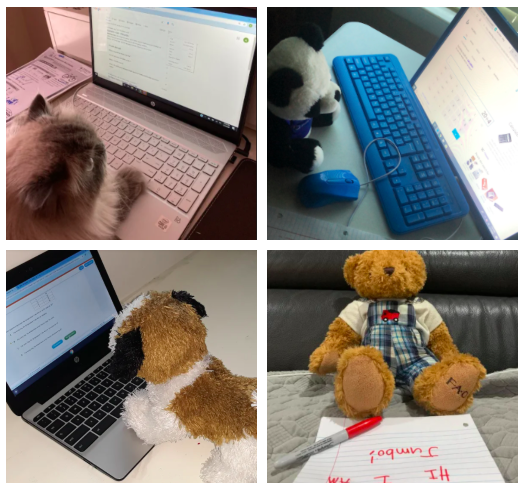 H__Wojcik's tweet photo. Looks like our 3rd graders have inspired their pets and stuffed animals to do classwork as well! (Part 3) https://t.co/JnWEBelv27