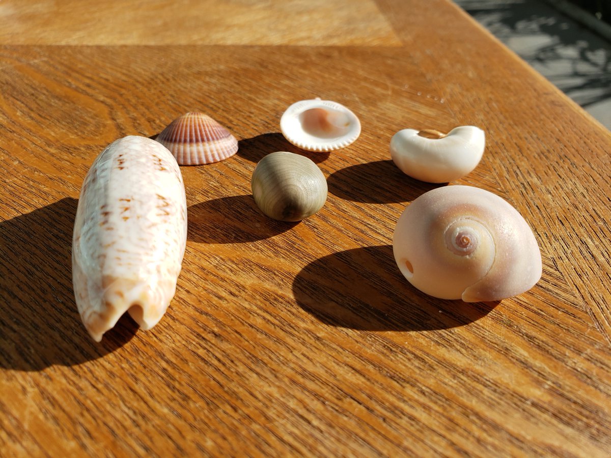 SmithsonianSMS's tweet photo. Our marine educators have put together a variety of learning resources students of all ages -- check out our new Distance Learning page for content inspired by Florida's natural resources, and our scientists' work: 

https://t.co/XFDJHuTWg5 https://t.co/hMrX6oVmvU
