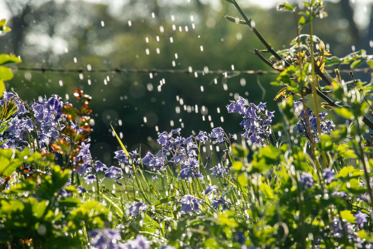 Bluebells at home.