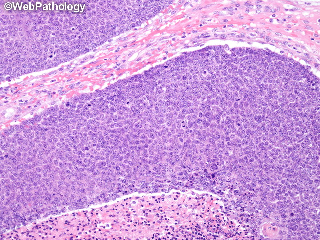 Pathology_2020's tweet photo. @Pathology_2020 
#Surgical #Pathology
#OnlineConference
Submit your #Abstracts at: https://t.co/B5gUiCmO9y to know more about the conference &amp; make your slots confirm

#pathology #conference #surgical #path #science #medical #research #biology #clinicaltrails #lifesciences https://t.co/f1TSfYee5J