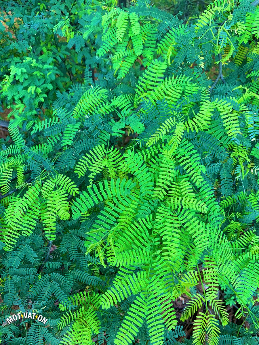 suelysilvas's tweet photo. Apreciar a natureza detalhadamente nos faz tanto bem, transforma-nos inclusive em seres humanos melhores, capaz de enxergar e identificar o lado bom que uma tempestade pode nos causar. 
 Coisa mais linda essa árvore, com dois ou mais tons de verde.💚 @yawd  #fotos #natureza #🇧🇷 https://t.co/aZtqoBpWwV