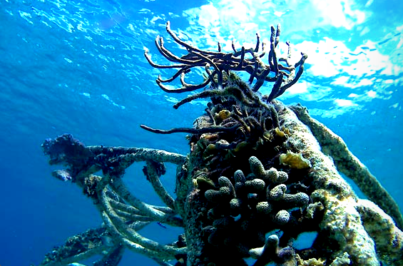 SciArtInitiativ's tweet photo. Colleen Flanigan @misssnailpail investigates contemporary issues of species endangerment and ecosystem regeneration.

Catch her on LunchBreak this Friday: https://t.co/rwGqMEbCZO https://t.co/AuCAPSNtBW