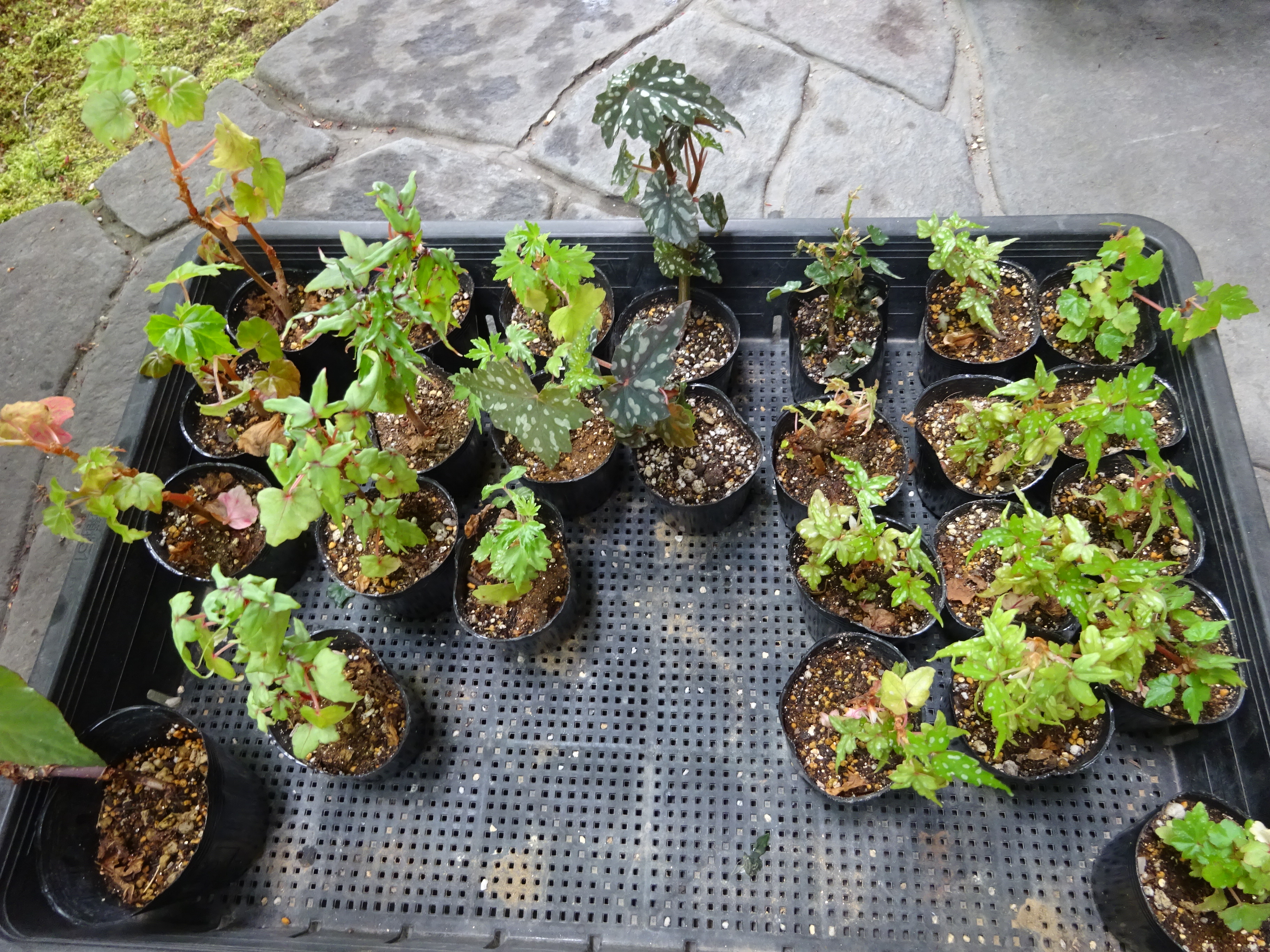 よしだ２号 B Dregeiと仲間たち 葉桜の頃もしくはもみじが新葉を展開したころから屋外に 真ん中で異彩を放っているのがb Lubberssiiの血が入ったb イズモノキラボシ 花を楽しむならb Sutherlandiiの子であるのが明らかなコレ 但し病気に弱い B