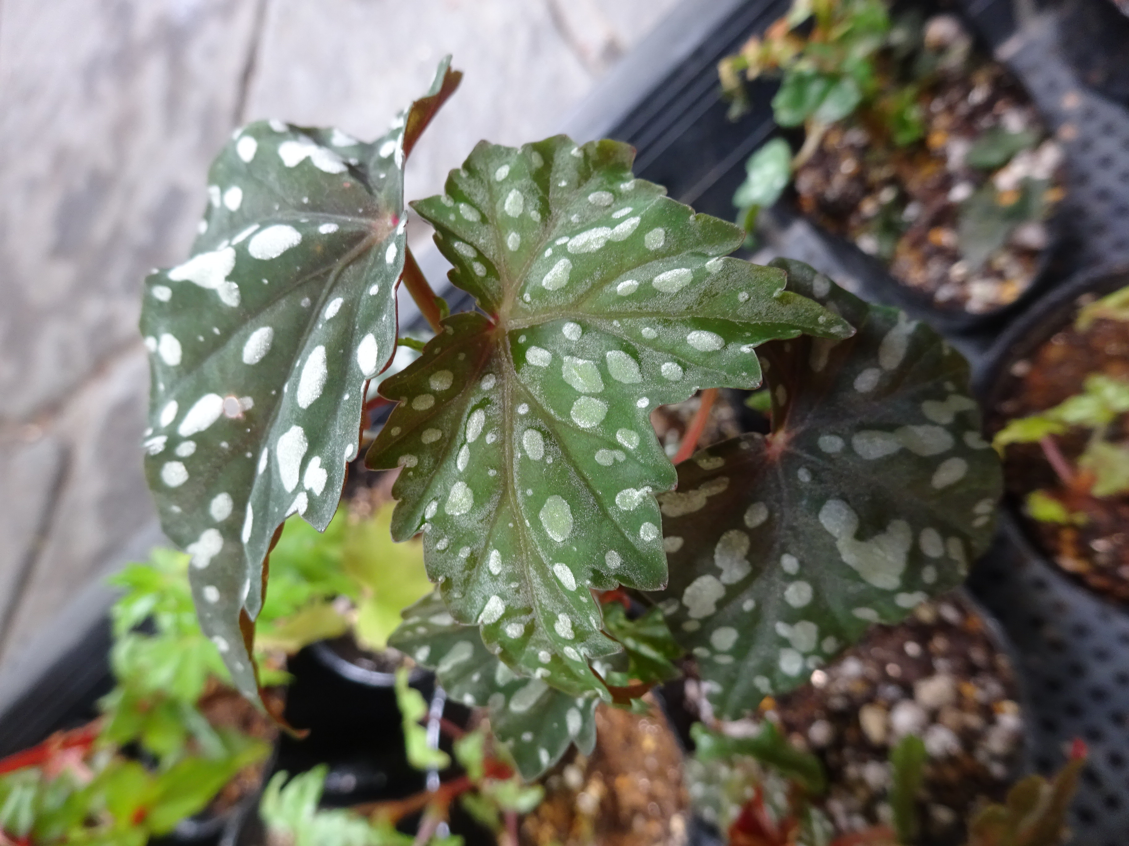 よしだ２号 B Dregeiと仲間たち 葉桜の頃もしくはもみじが新葉を展開したころから屋外に 真ん中で異彩を放っているのがb Lubberssiiの血が入ったb イズモノキラボシ 花を楽しむならb Sutherlandiiの子であるのが明らかなコレ 但し病気に弱い B