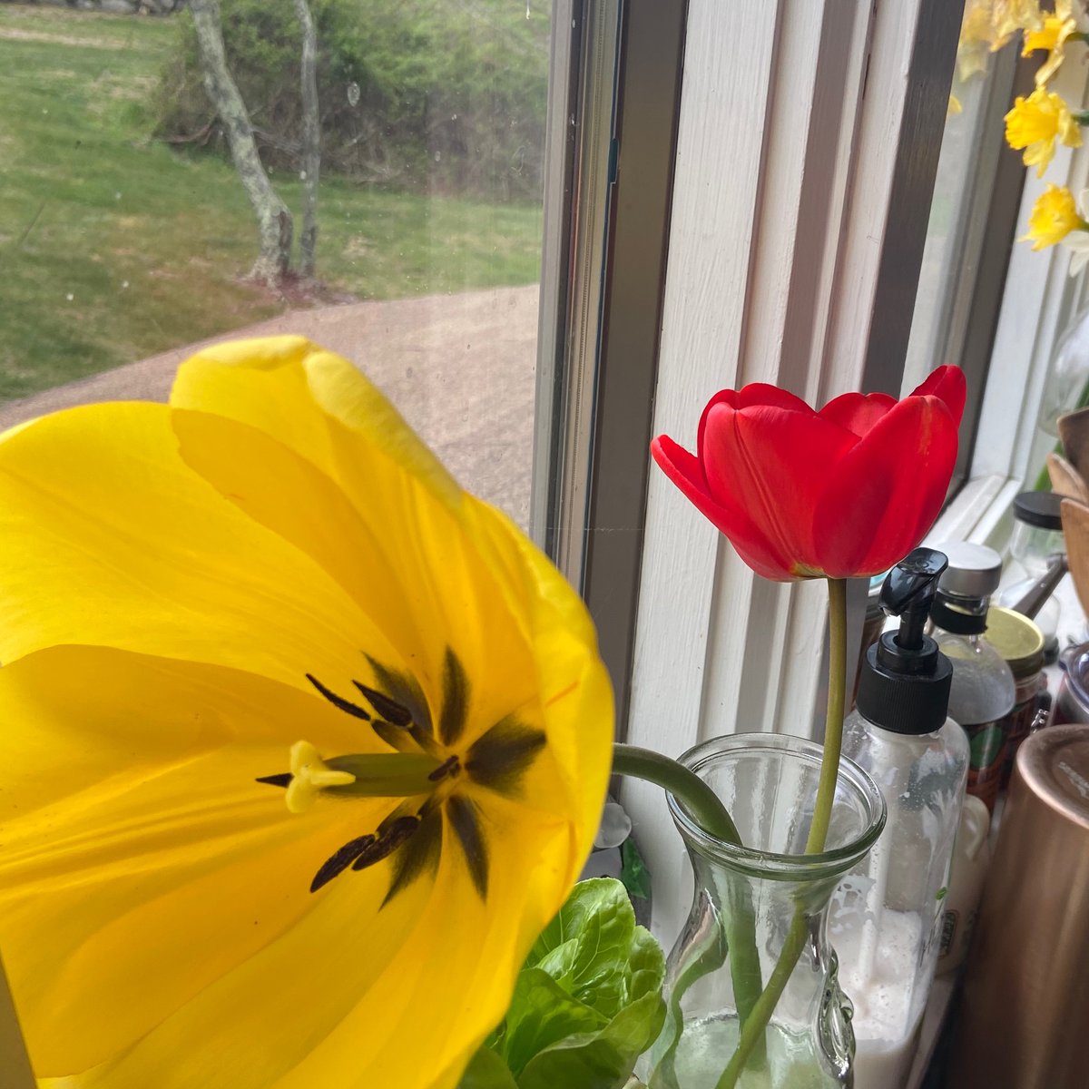 BlockIslandVaca's tweet photo. Picked these beauties from the property this weekend~ we can’t wait to share our flowers with you again! https://t.co/hqenhxjVoK