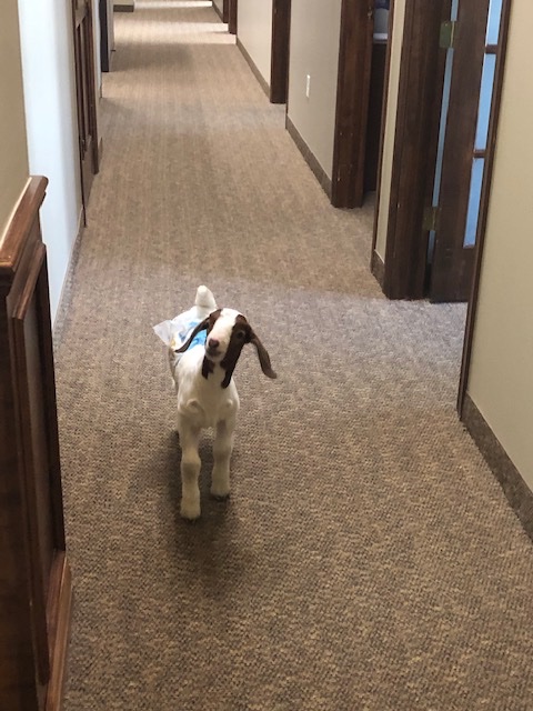 CommHealthTX's tweet photo. Nothing puts a smile on our faces like a goat showing up to the office for a visit. Unless, of course, it's a goat in a diaper.  #hospice #stressmanagement #hapcfacesofcaring https://t.co/n74denMxF8