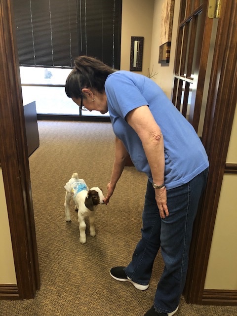CommHealthTX's tweet photo. Nothing puts a smile on our faces like a goat showing up to the office for a visit. Unless, of course, it's a goat in a diaper.  #hospice #stressmanagement #hapcfacesofcaring https://t.co/n74denMxF8