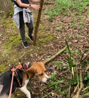 🐾 Update on Betsy. #wellbeingdog

Betsy has been busy on her walks and building dens in the woods. She loves nothing more than a snooze and a cuddle after a hard day. She misses you all so much! ❤️