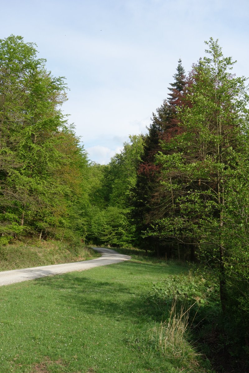 Residenzstudien's tweet image. Jagdschloss #Springe und #Saupark.