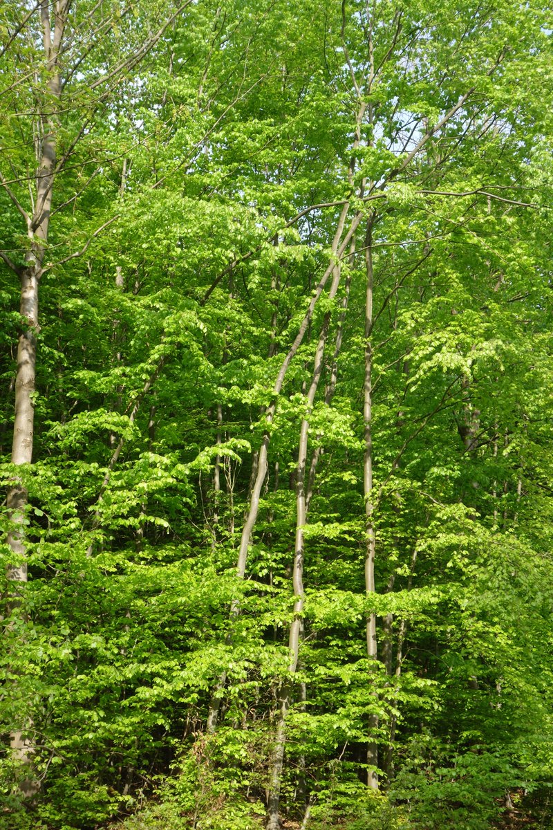 Residenzstudien's tweet image. Jagdschloss #Springe und #Saupark.