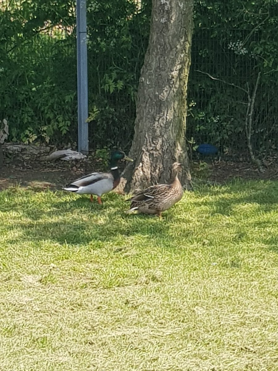 ManagerDarwins's tweet photo. " Two little ducks came to nursery today

from over the fields and far away

they took a look around and played in the garden

then they flew away and will visit another day" 🎵🎶 https://t.co/mxjU5vA0yD