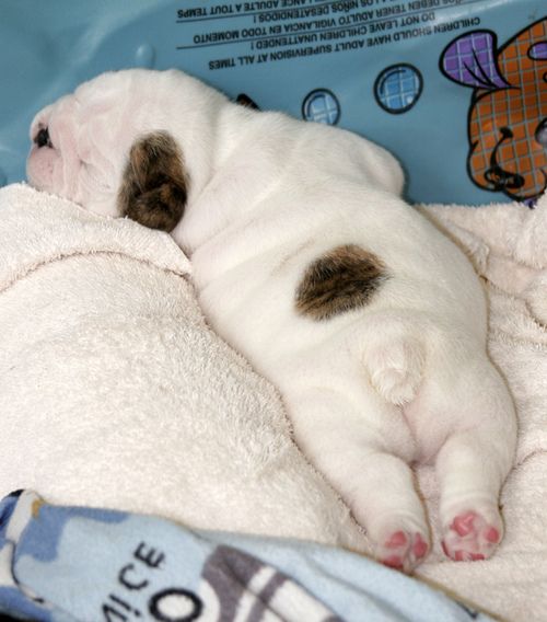 mibulldogingles's tweet photo. Un rechoncho durmiendo la siesta!!!que ternurita!! https://t.co/PBfuUk4rXh https://t.co/YjQ7yybZdC