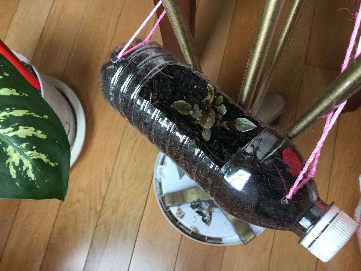 TerryFoxPS1's tweet photo. Mr. Hyland's Grade 1's have been busy! 

- We are learning about time and are making our own clocks. 

- We made colour wheels using objects/toys from around the house.

- We planted seeds / beans as an Earth day activity. https://t.co/UqToQ06vD8