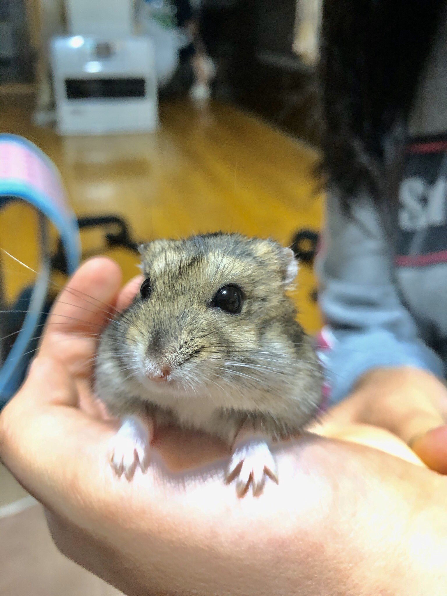 32fuji 娘のためにジャンガリアンハムスターのブックカバーを作ったよ ハムスターの絵はネットでイラスト見ながらサンプリングさせてもらいました 印刷してハサミでカットして折り曲げて簡単に出来るのでとてもお手軽でオリジナルのブックカバーが作れ