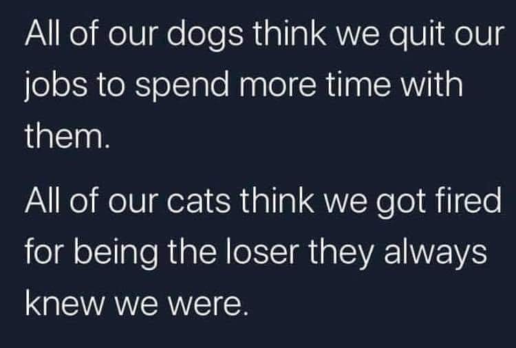 simplypetpros's tweet photo. My cats are definitely a bit suspicious as to why they're seeing so much of me! 🐈vs🐕 #lockdown #fantasticfelines https://t.co/p5GoS02uf4