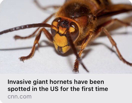 JustaCrabb's tweet photo. @dbongino And I will send HORNETS before thee, which shall drive out the Hivite, the Canaanite, and the Hittite, from before thee (Exodus 23:28).

FROM THAT TIME JESUS BEGAN TO PREACH, AND TO SAY, REPENT: FOR THE KINGDOM OF HEAVEN IS AT HAND (MATTHEW 4:17). #ico #ethereum #wcw #tbt #crypto https://t.co/tkr6WfjXL0