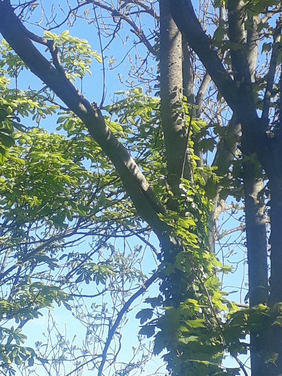 TheCor4Real's tweet photo. @Fingalcoco This cracked tree bow is in Rush woods above the to the right after the bridge. Can you please send workers out to remove it asap? It is mainly being held up by branches of the adjoining tree and is directly over the pedestrian's path so is potentially very hazardous. https://t.co/qIrAzWWUp0