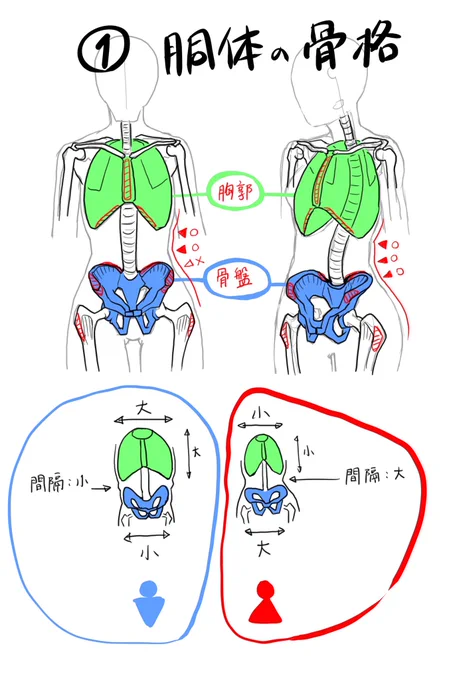 謎の外国人学生から人体構造の質問が来るのでなぜか答えてる。
絵だけで伝えようとすると勉強になる。
ぶっちゃけ普通に美術の先生に聞いた方がいいとは思う。 
