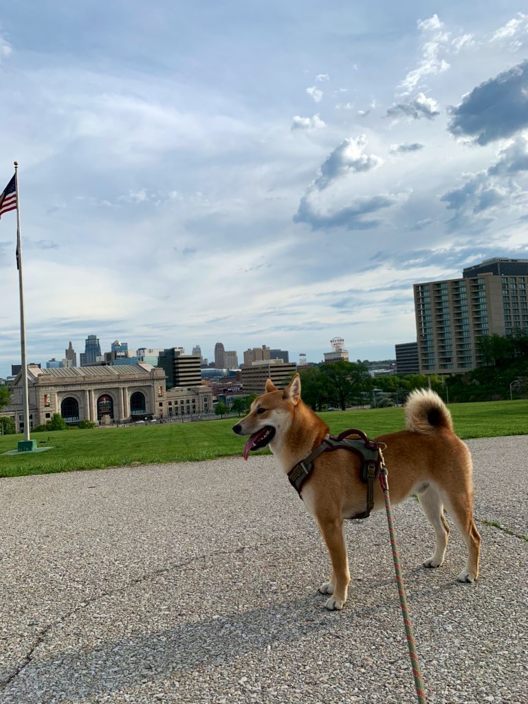 CoachSmith247's tweet photo. 🏃‍♀️Our calm before the storm!🐾 https://t.co/AOJ34qqID2