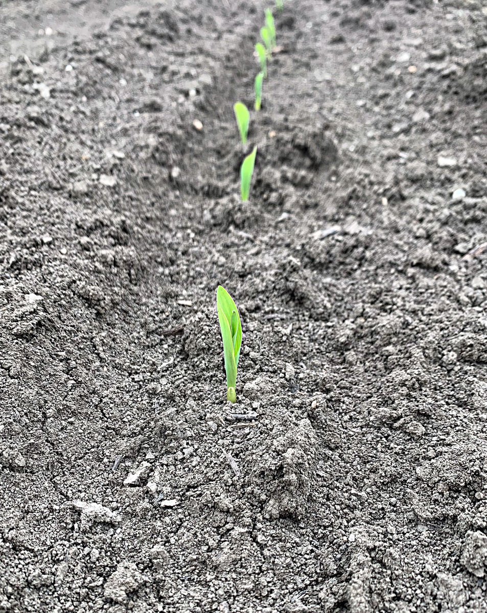 AGofTheWorld's tweet photo. June 3, 2019 we lost 300 acres of corn due to Missouri River flooding.  Today there is a new crop of corn in the ground &amp; it’s off to the races. We are actually praying for rain to keep this crop going. Sometimes it’s crazy to think of how much the weather effects our livelihood. https://t.co/oHlZEVPJ11