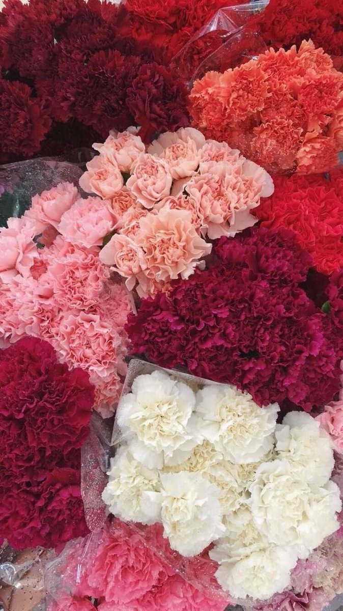 🌷 (@flowerimgs) on Twitter photo 