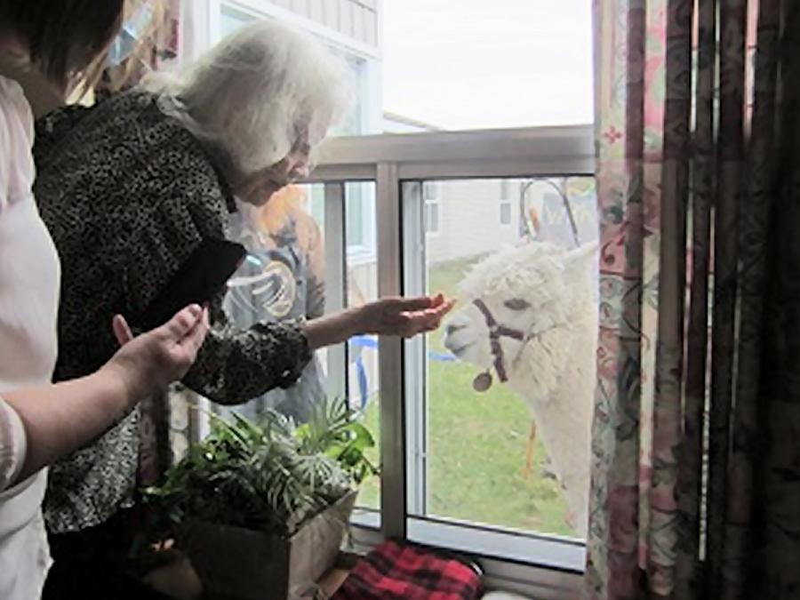 kawarthaNOW's tweet photo. Alpacas from @HauteGoat bring joy to #Cobourg nursing home residents. #PortHope farm has been visiting seniors' residences with their two Huacaya alpacas - https://t.co/S5zcPIekJS https://t.co/LEpzqiE2Hi