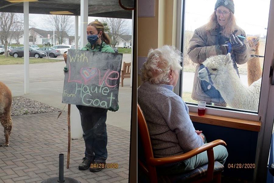 kawarthaNOW's tweet photo. Alpacas from @HauteGoat bring joy to #Cobourg nursing home residents. #PortHope farm has been visiting seniors' residences with their two Huacaya alpacas - https://t.co/S5zcPIekJS https://t.co/LEpzqiE2Hi
