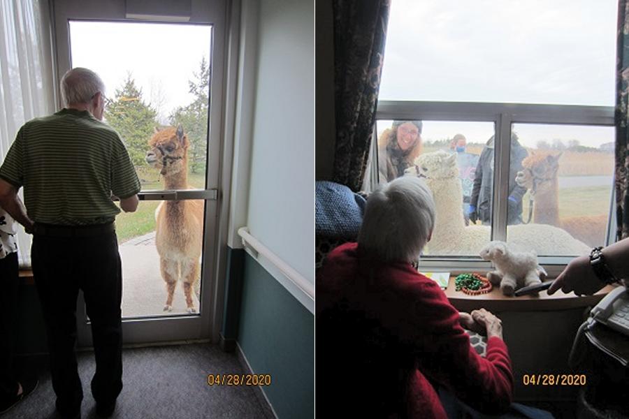 kawarthaNOW's tweet photo. Alpacas from @HauteGoat bring joy to #Cobourg nursing home residents. #PortHope farm has been visiting seniors' residences with their two Huacaya alpacas - https://t.co/S5zcPIekJS https://t.co/LEpzqiE2Hi