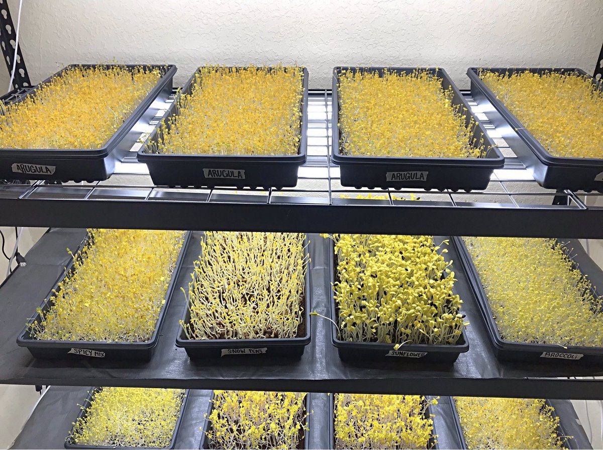 GameTimeGreens's tweet photo. It’s almost harvest day!✂️ we still have some spots open on the sample list for this round of greens🌱 Call, text, or email for product inquiries & visit https://t.co/iydQaNUyVd to sign up!
#gametimegreens #rootofallfuel #microgreens #healthyfood #nutrition #sportsnutrion https://t.co/bV6pvqXR3H
