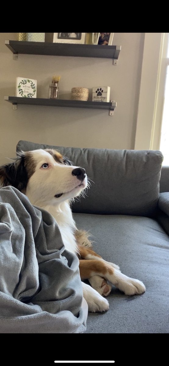 dognameddax's tweet photo. my dog just learned how to look up... and now always checks his surroundings before looking at us 😂⬆️ @aussiesdointhgs #dogsoftwitter #aussiesdoingthings #dogs https://t.co/RPzsVea4bs