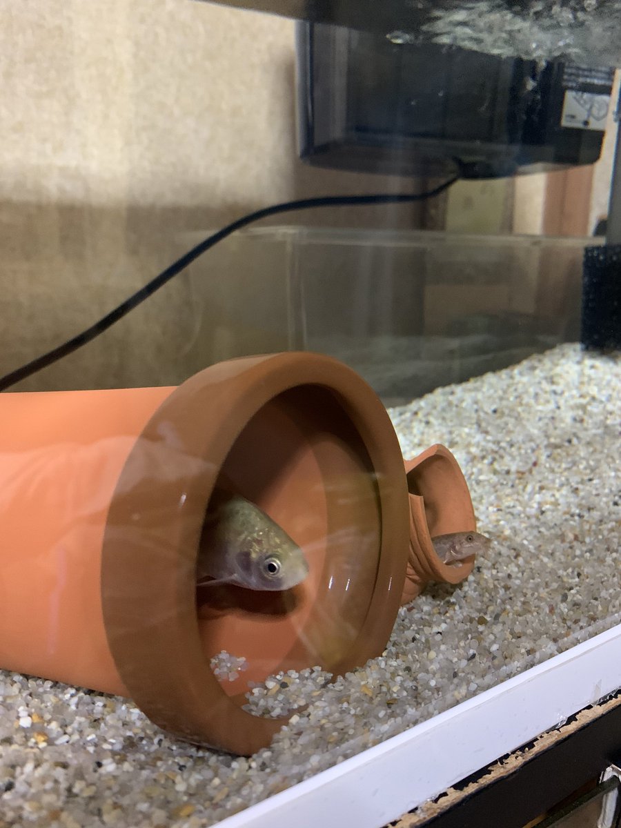 石竜子 ドジョウは砂に潜って隠れる習性がありますからね 砂から顔だけ出してるの可愛いですよ